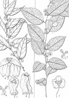 Sauropus androgynus Sweet Leaf, Sweetleaf Bush, Katuk